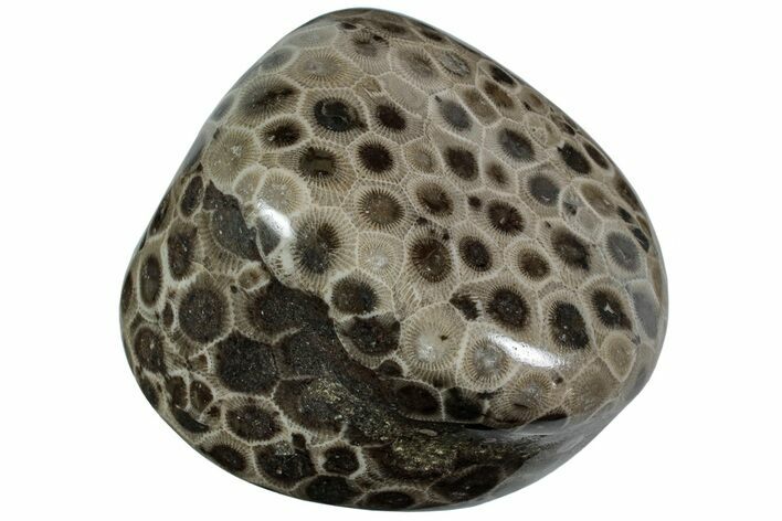 Polished Petoskey Stone (Fossil Coral) - Michigan #227550